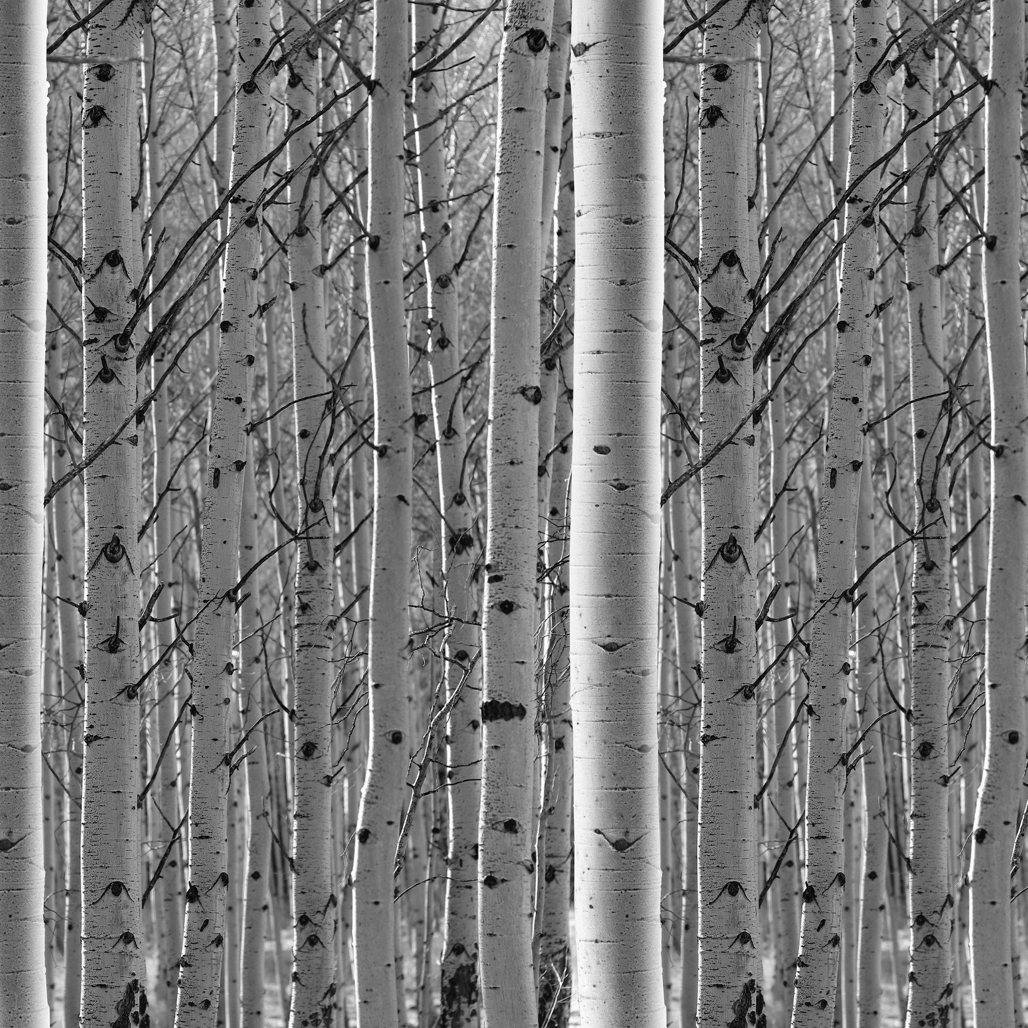 Birch Trees